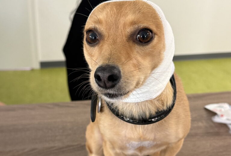 Erste Hilfe am Hund